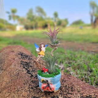 Cây Không Khí Kim Yến Tiểu Cảnh Cô Tiên Dễ Thương Để Bàn