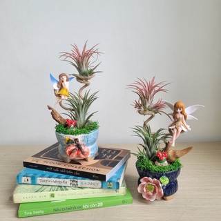 Cây Không Khí Kim Yến Tiểu Cảnh Cô Tiên Dễ Thương Để Bàn