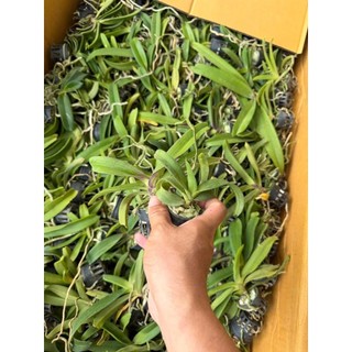 Lan Ngọc điểm Thái cây giống (đai châu - nghinh xuân)