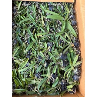 Lan Ngọc điểm Thái cây giống (đai châu - nghinh xuân)