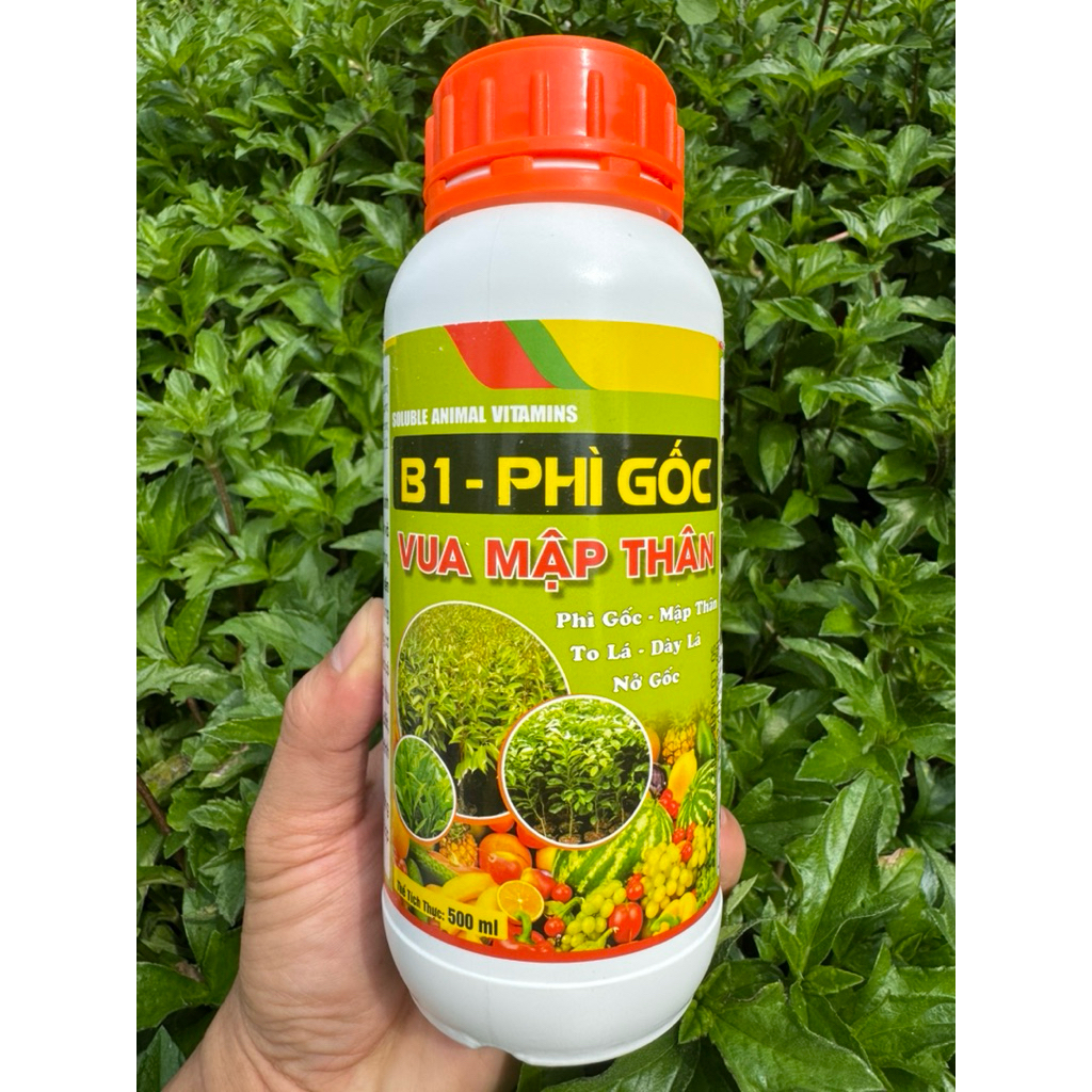Phân Bón PHÌ GỐC MAI-VUA MẬP THÂN ( To lá,dày lá,nở gốc) chai 500ml