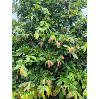 Phân Bón PHÌ GỐC MAI-VUA MẬP THÂN ( To lá,dày lá,nở gốc) chai 500ml