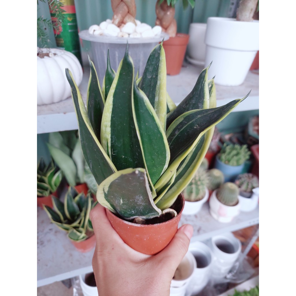 Lưỡi hổ thái xanh Mini