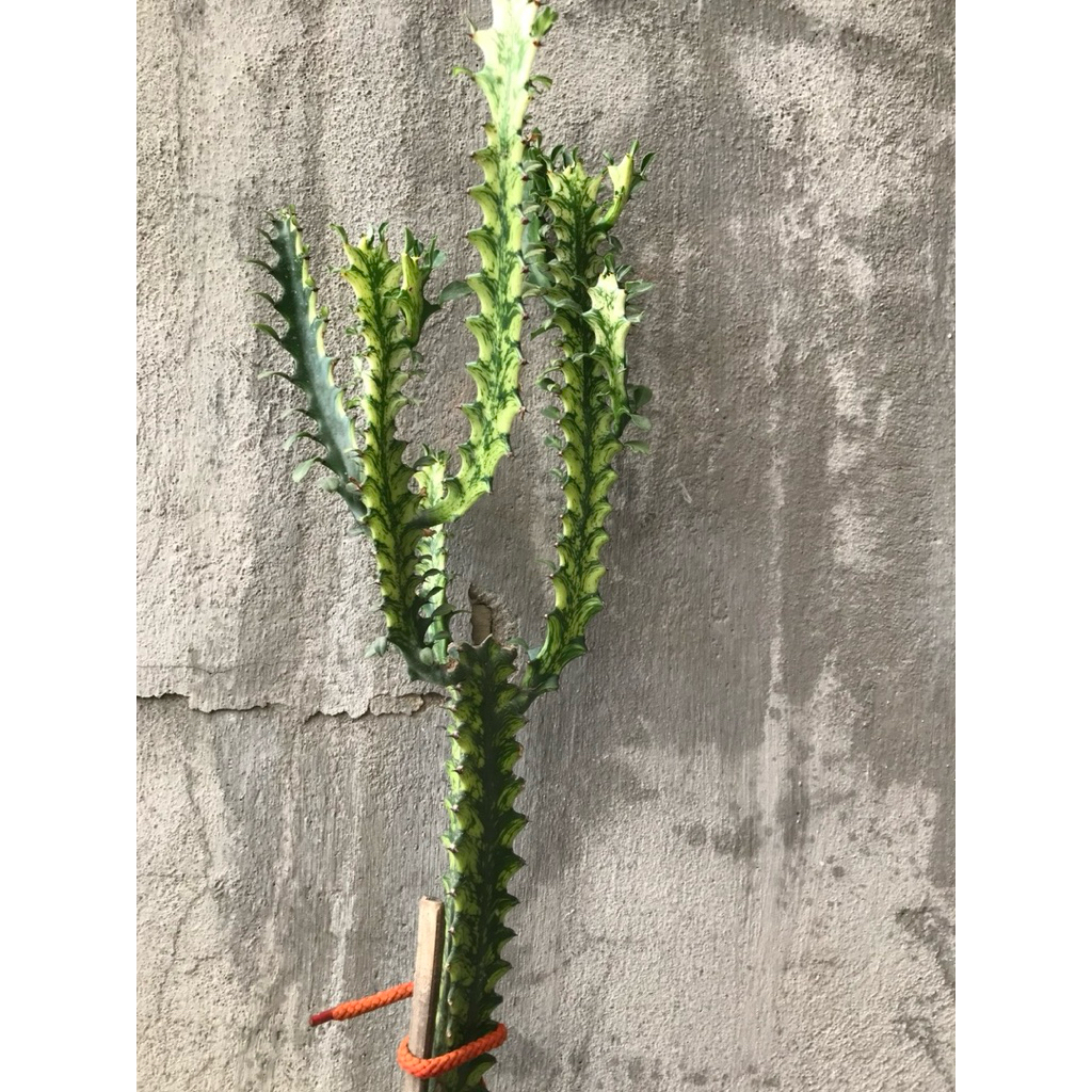 Xương rồng Euphorbia ( mủ đục) hàng cắt nhánh