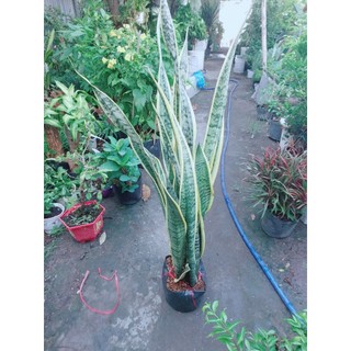 Bụi Lưỡi Hổ Cao