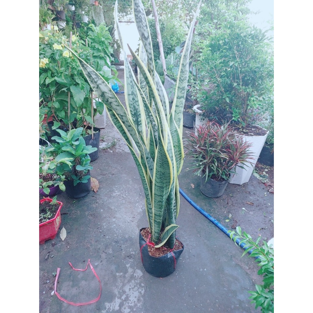 Bụi Lưỡi Hổ Cao