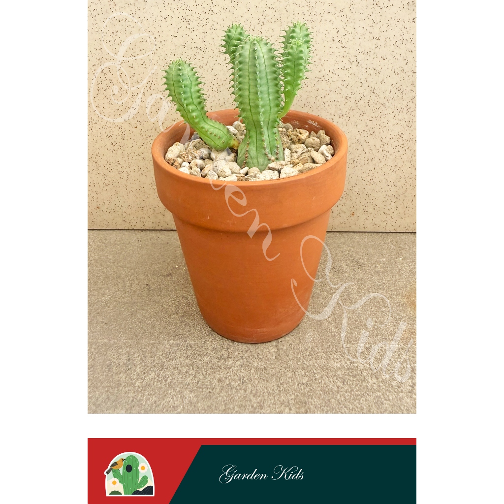 Xương rồng mũ đục xanh vàng (Euphorbia Tubiglans)