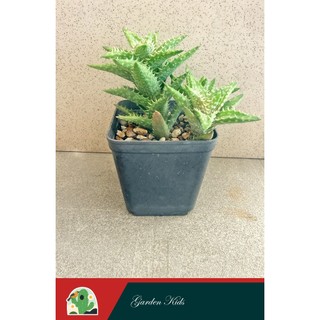 Sen đá hàm cá sấu (Aloe Juvenna)