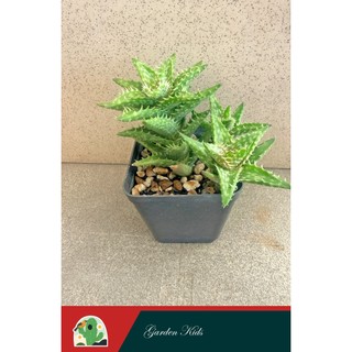 Sen đá hàm cá sấu (Aloe Juvenna)