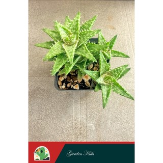 Sen đá hàm cá sấu (Aloe Juvenna)
