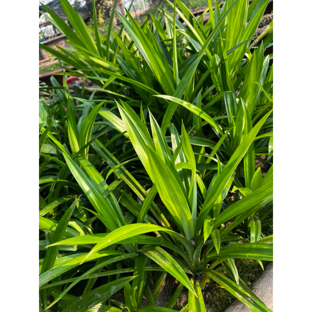 dứa thủy sinh 20 cm 6 cây 35000