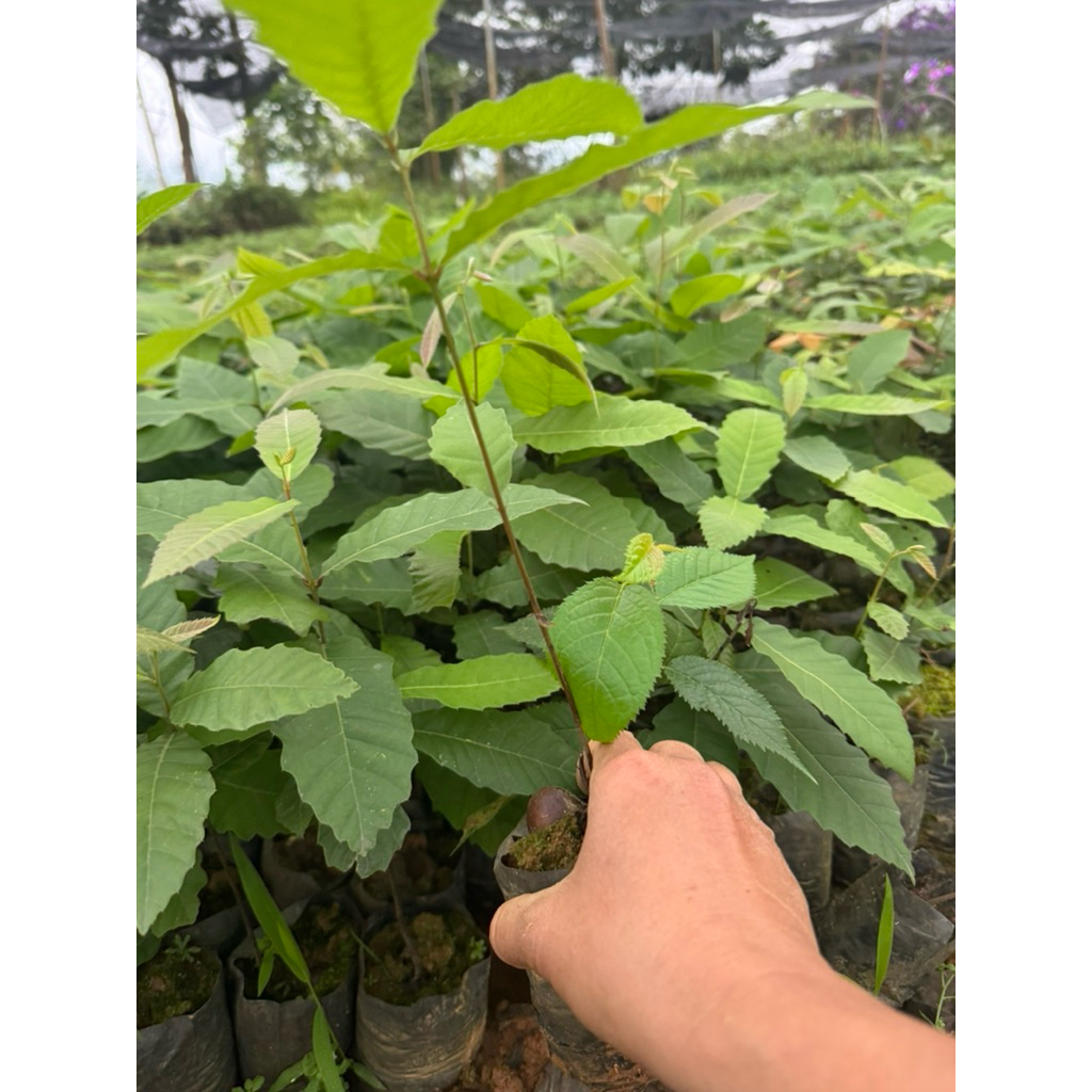 combo  2 câyy   dẻ chuẩn giống