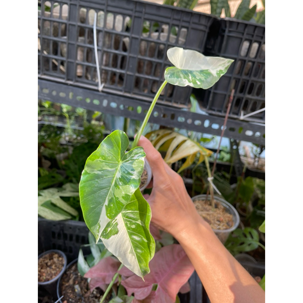 Cây môn var, môn đột biến.