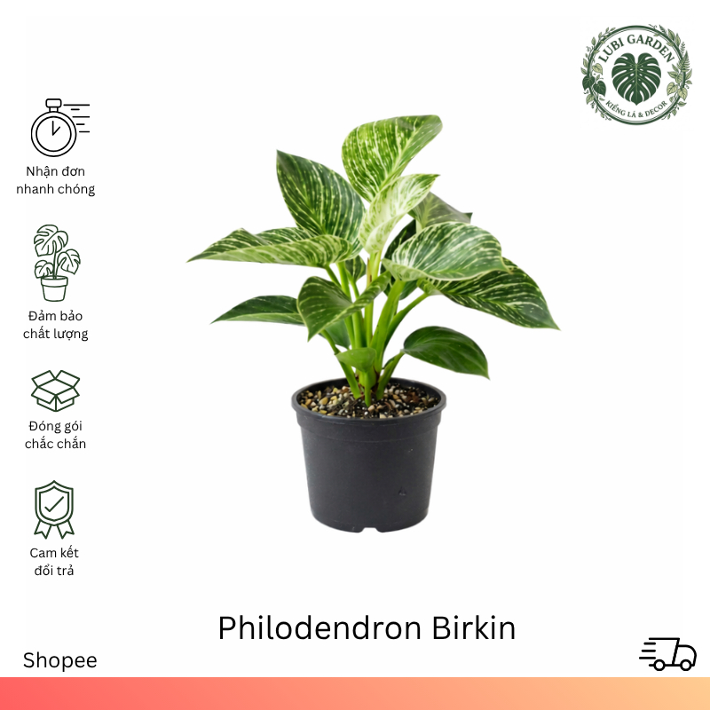 Philodendron Birkin - Trầu Bà Kim Cương, Cây Để Bàn Văn Phòng