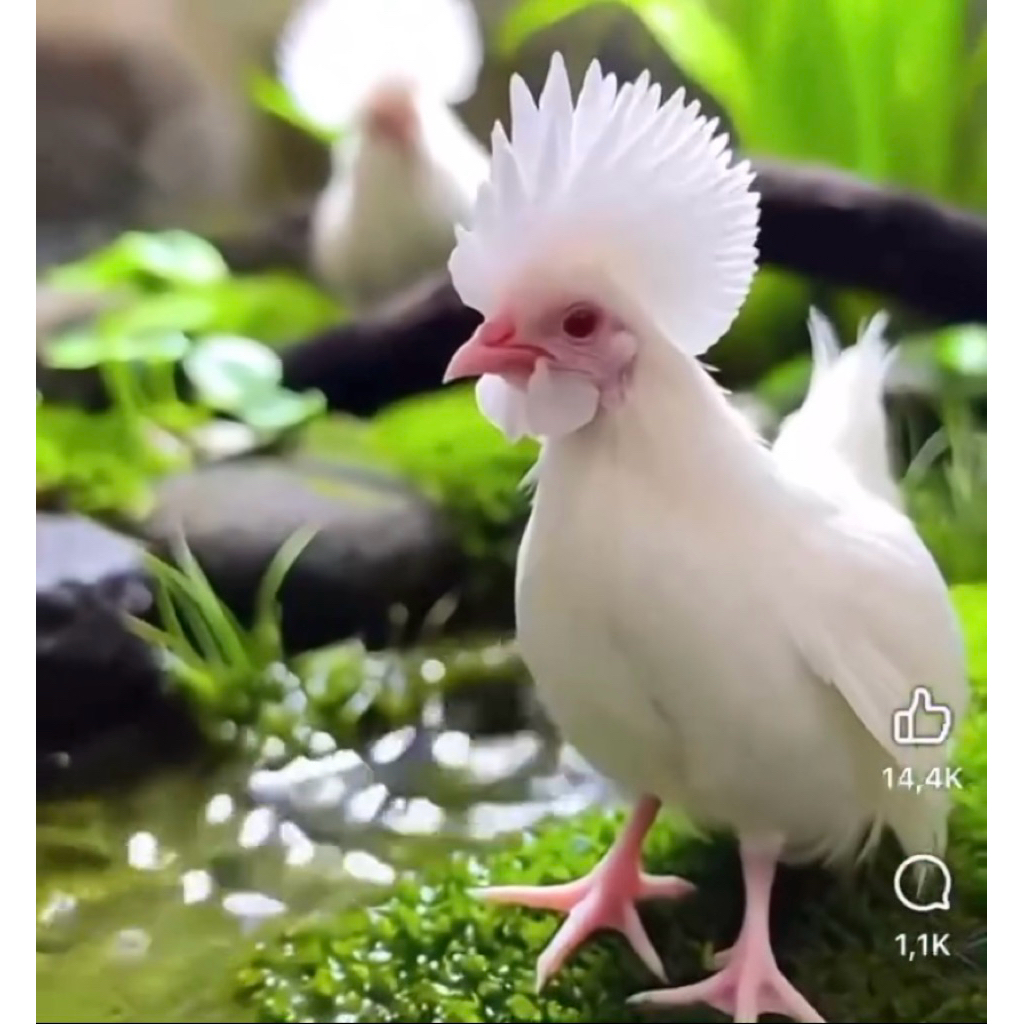 Trứng gà tre bạch (gà tre màu trắng) trứng gà Ruti ,trứng gà so ,size Mini siêu cute tỉ lệ ấp nở cao