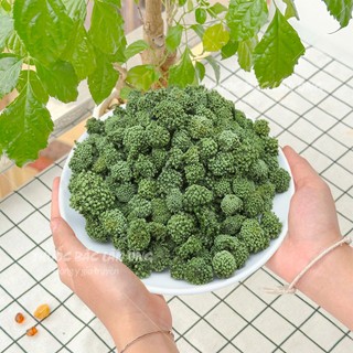 Nụ hoa tam thất bao tử 500g (Trà nụ hoa tam thất hữu cơ, xanh, đẹp)