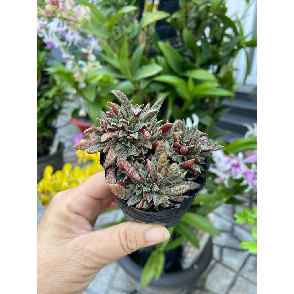 sen đá sedum
