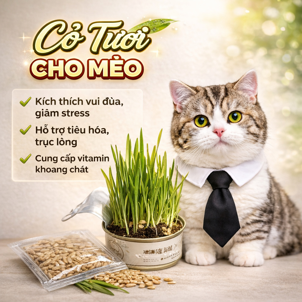 CỎ TƯƠI cho mèo - hạt giống cỏ mèo tươi phù hợp cho mều heo thì