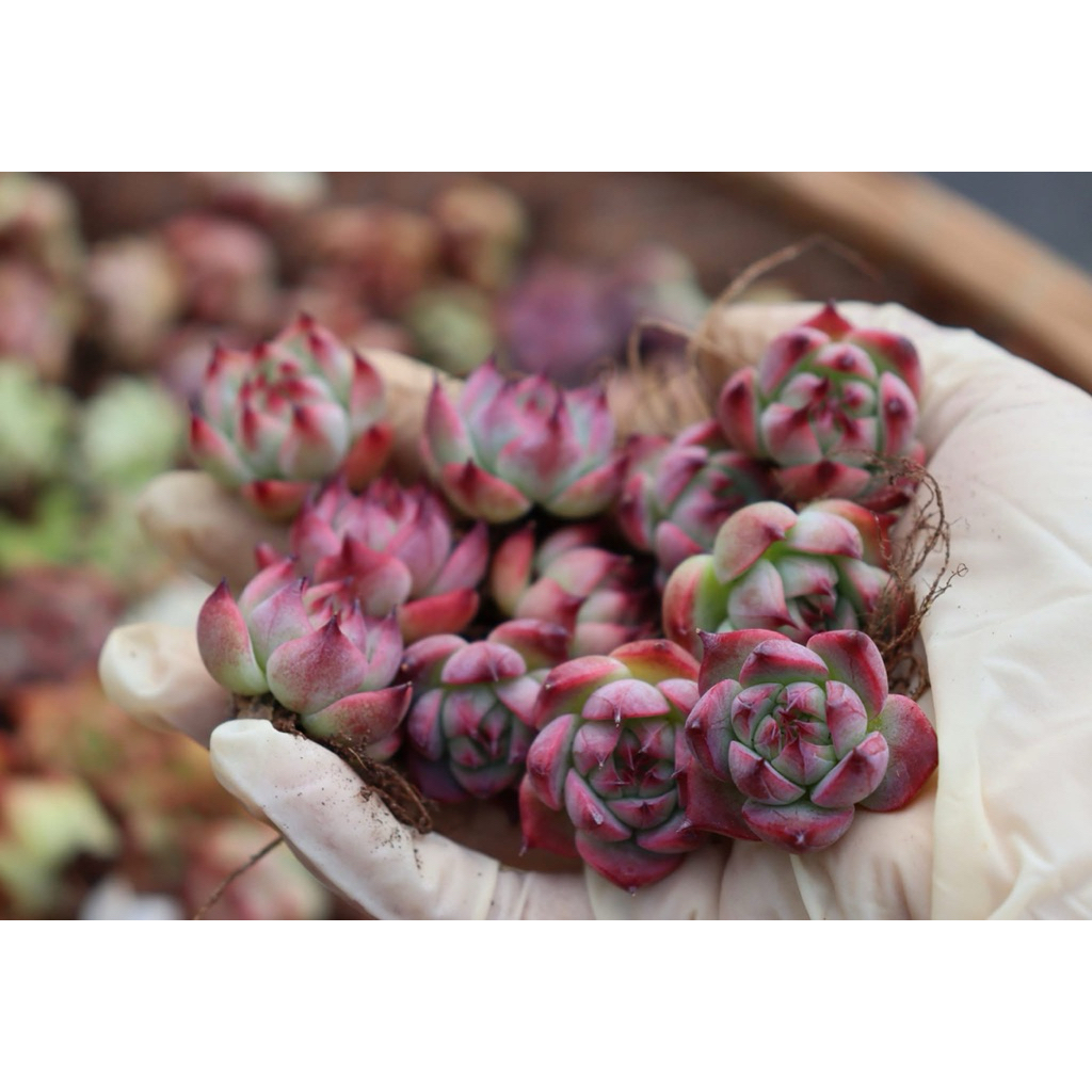 Mầm sen đá Đà Lạt lỗi 1 đổi 1