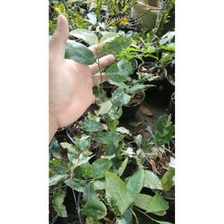 Chậu cây mai trắng ( 15-45cm )