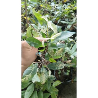 Chậu cây mai trắng ( 15-45cm )