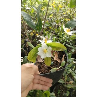 Chậu cây mai trắng ( 15-45cm )