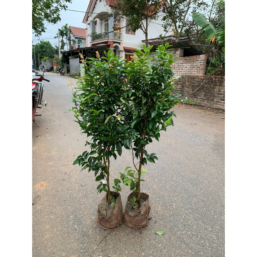 -NHO THÂN GỖ (JABUTICABA) – CÂY CAO 1 Mét Nho thân gỗ 12 vụ cây choai cao 1m hàng chuẩn 🍇