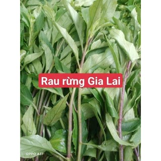🌱COMBO 5 KG RAU LỦI - ĐẶC SẢN RAU RỪNG GIA LAI