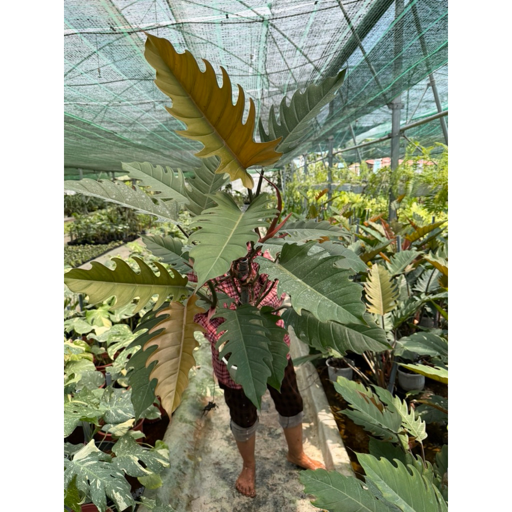 Philodendron Caramel khỏe đẹp đang leo trụ chậu 2c cao 80-90cm