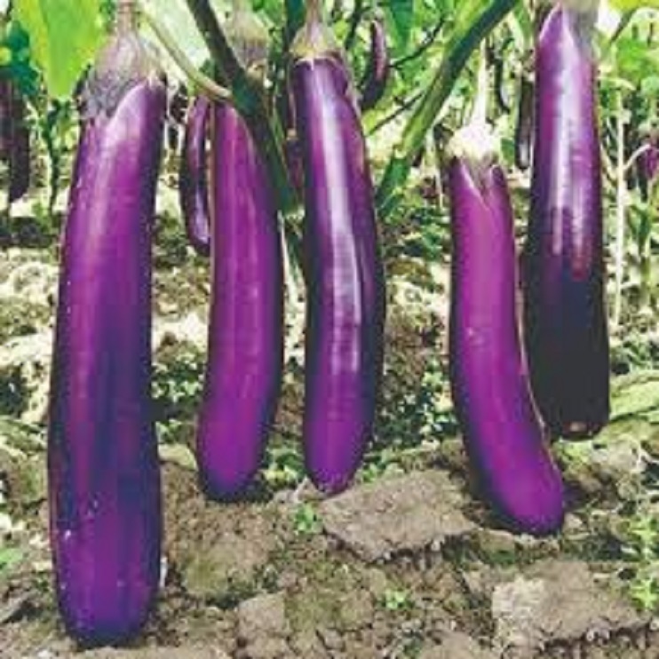 Hạt giống cà tím dài Cao Sản  EGGPLANT SEEDS-150Hạt