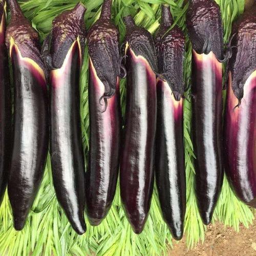 Hạt giống cà tím dài siêu trái EGGPLANT SEEDS-150viên