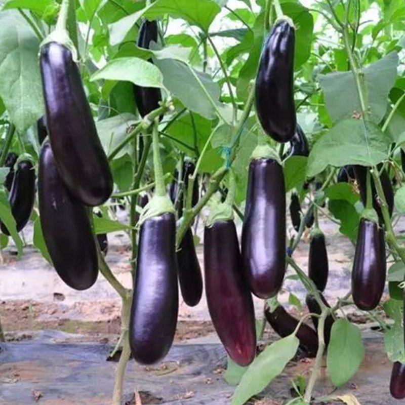 Hạt giống cà tím dài siêu trái  EGGPLANT SEEDS-150 Hạt