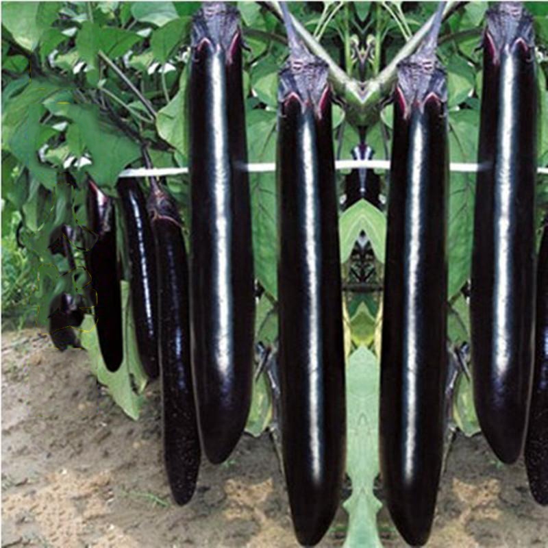 Cà dài  hàng công  EGGPLANT SEEDS-150Hạt