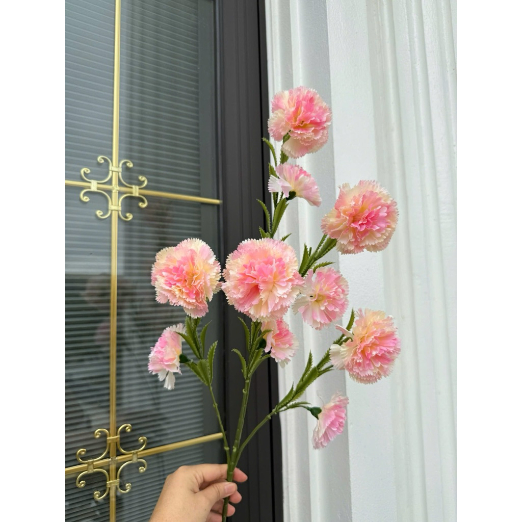 hoa cẩm chướng - hoa phăng bông to