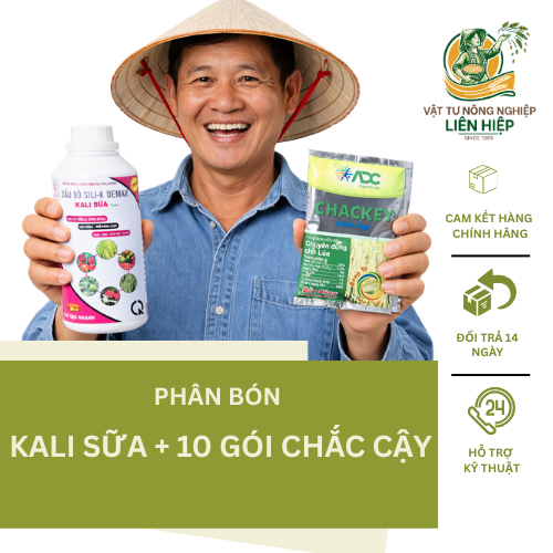 Combo Vô Gạo Nhanh 1 hecta.10 Gói Chắc Cậy +1 chai Kali Sữa Đầu Bò Giúp Sáng Hạt, Nặng Ký và Dưỡng X