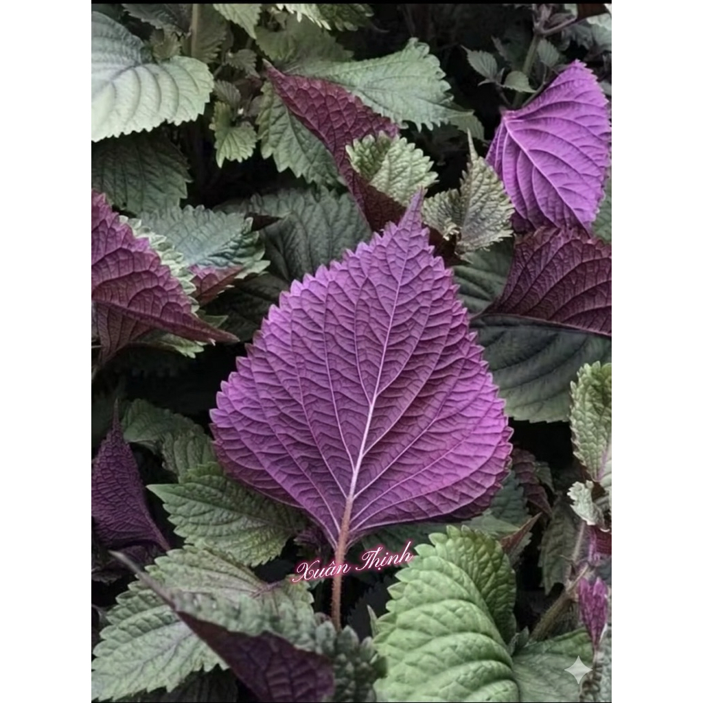 Hạt giống Tía tô Bắc - Tía tô Gia Kiệm (tía tô tím)