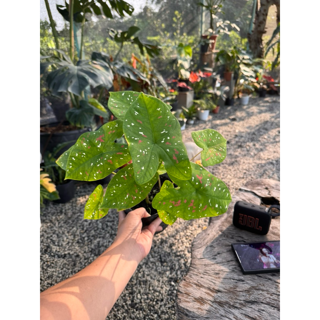 Môn Đóm Caladium Florida Clown