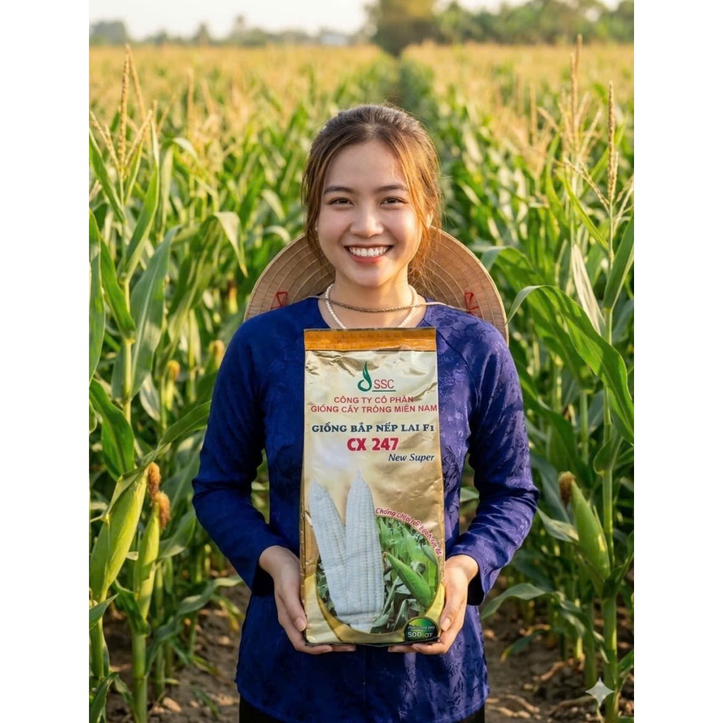 HẠT GIỐNG BẮP NẾP TRẮNG CX247 GÓI 500GR