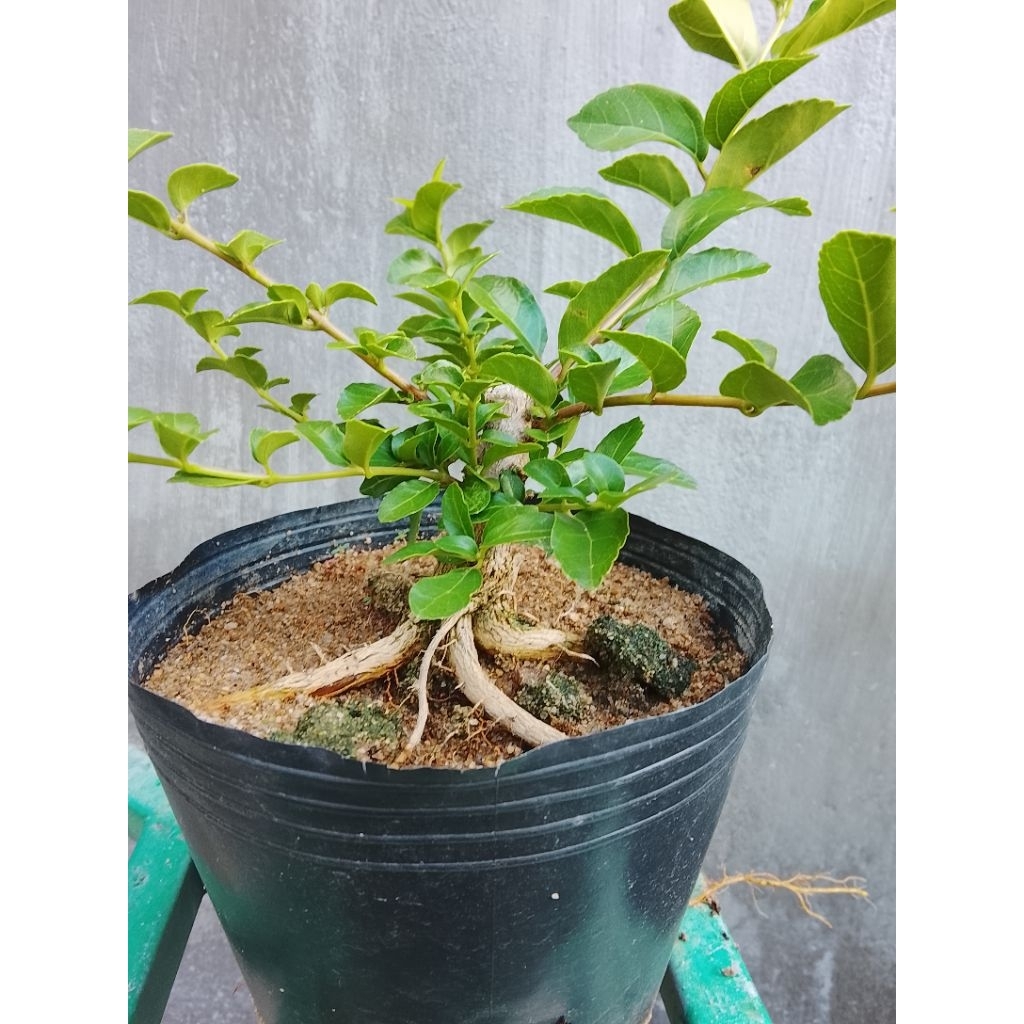 sam hương mini