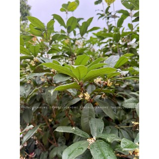 Trà hoa mộc ( quế hoa) thượng hạng