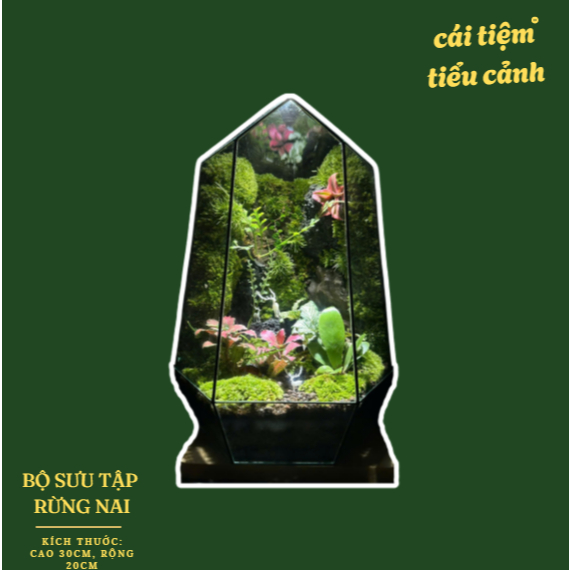 Bể Terrarium Rừng Nai, Đa giác (kèm đèn gỗ và túi quà)