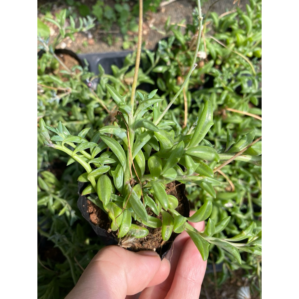 Cây sen đá cá heo🌵 [Chính hãng]⚡ [Ảnh thật] ❤ [FreeShip] 🍀 [Có sẵn]