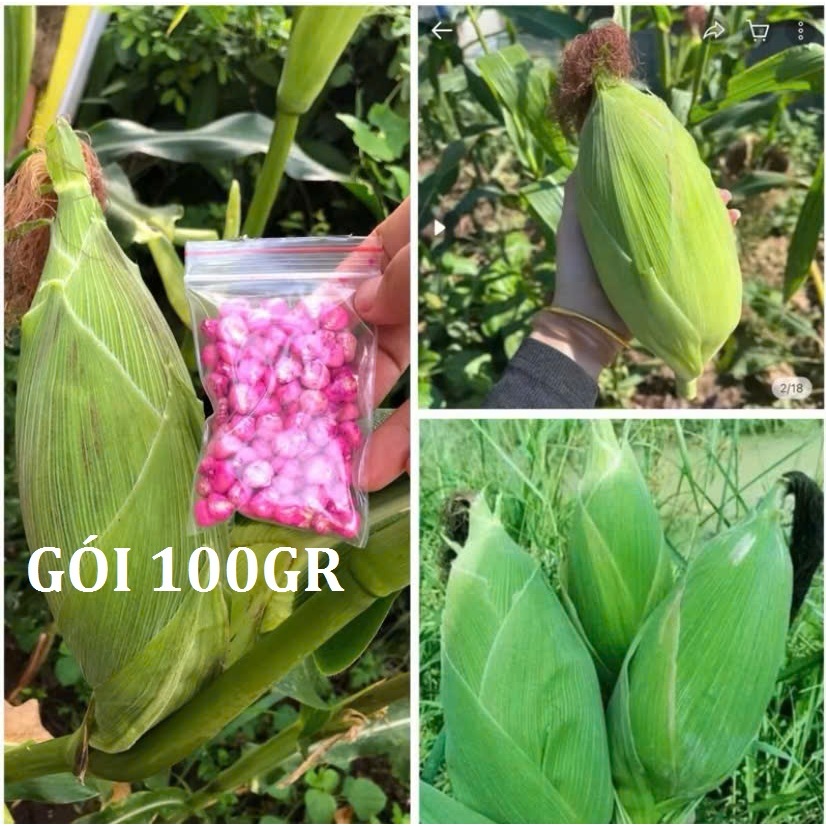 Hạt giống bắp nếp nù,bắp trắng nù gói 100gr,gieo trồng quanh năm