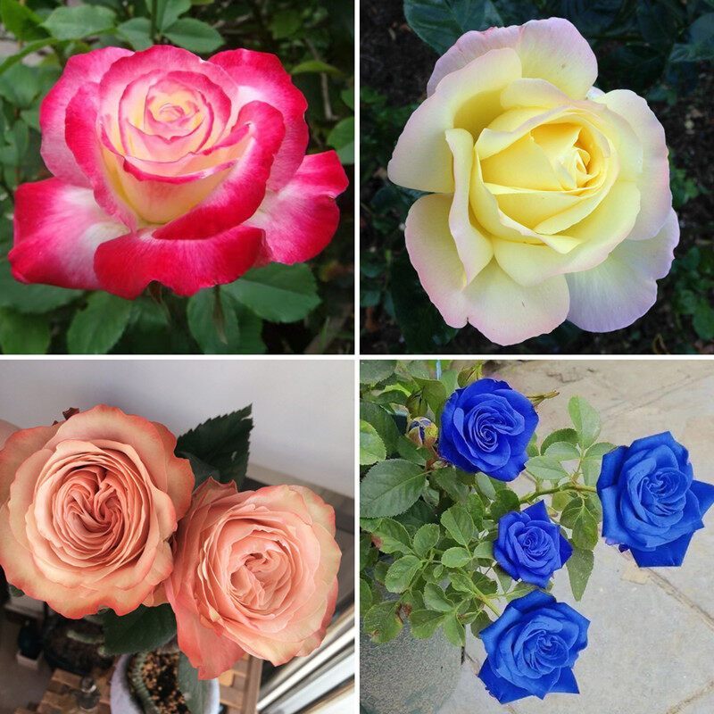 Hạt giống Hoa Hồng 7 Sắc  Rainbow Rose Seeds for Planting-100Hạt