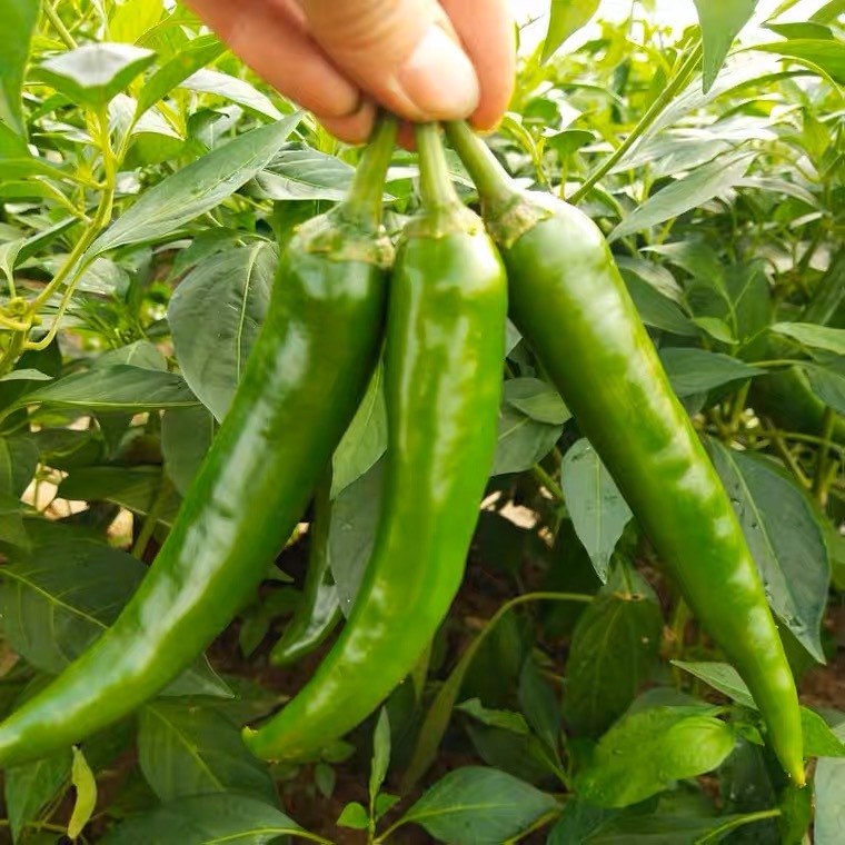 Hot Pepper GreenChili Seeds -Green Chili Seeds-100 Seeds
