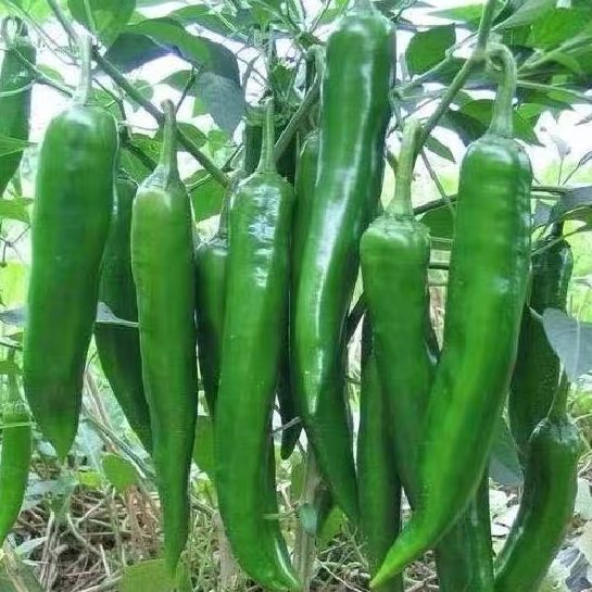 Hot Pepper GreenChili Seeds Green Chili Seeds-100 Seeds