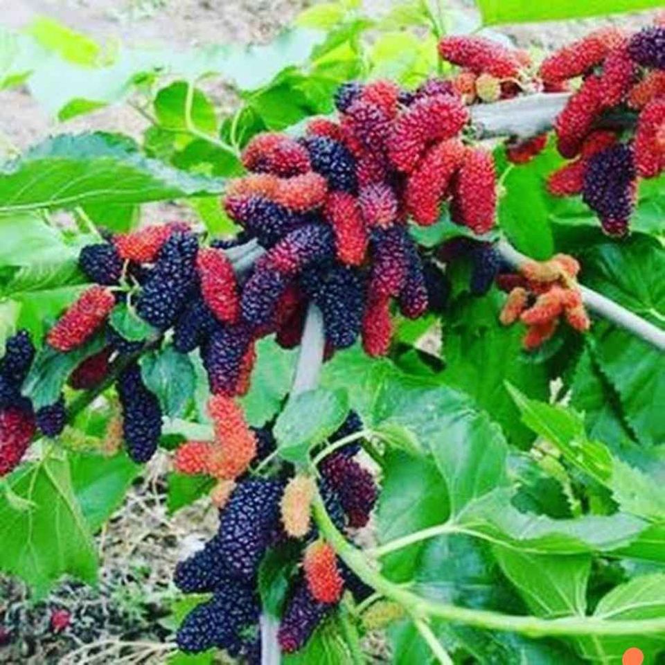 Hạt giống dâu tằm- Dwarf  Mulberry Seeds for Planting-100 viên