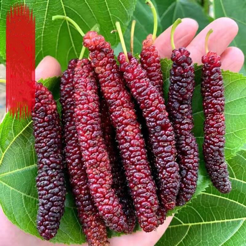 Hạt Giống Dâu Tằm -Dwarf Mulberry Seeds for Planting-100viên