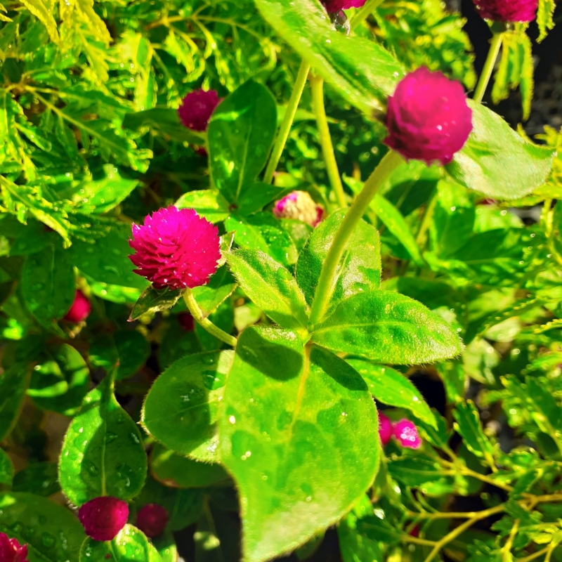 20 Seeds Globe Amaranth - Premium Flower Seeds |Gomphrena Globosa Mixed Globe Amaranth Seeds