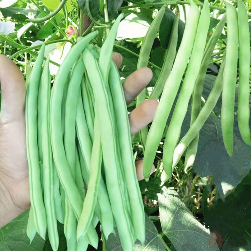 Hạt giống Đậu Cove Leo hàng công-French Bean Seeds/BAGUIO BEANS-10viên